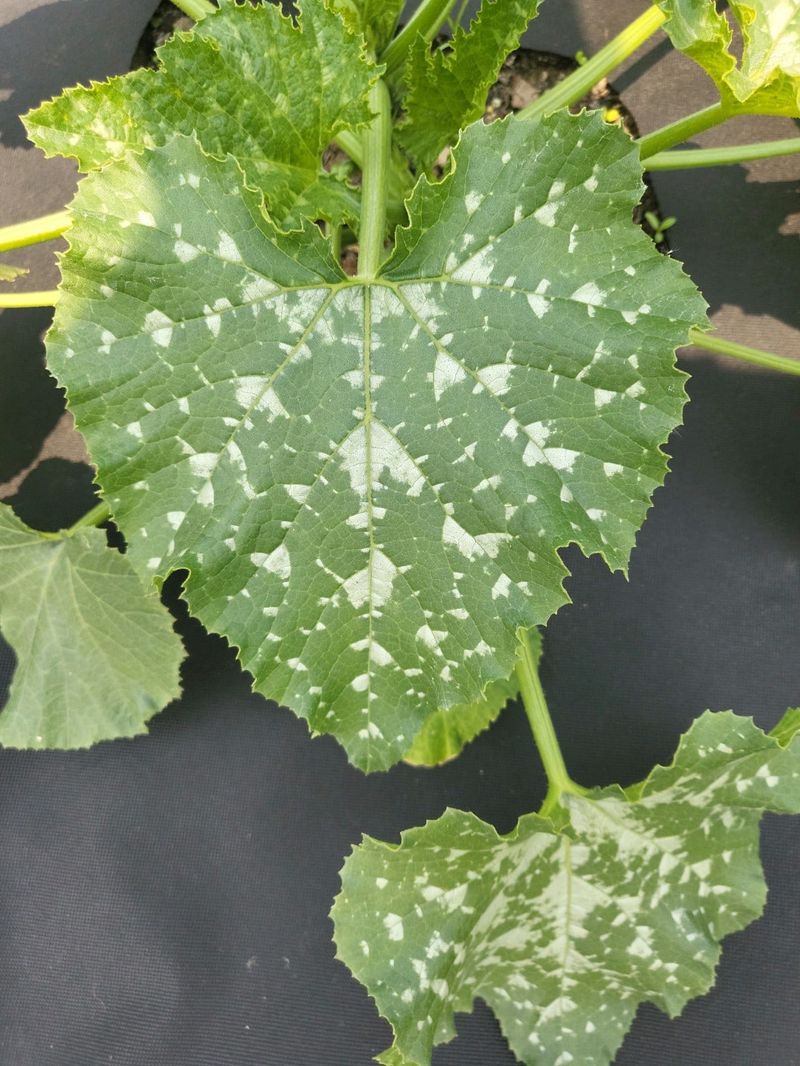 Silver mottling may be normal zucchini coloration