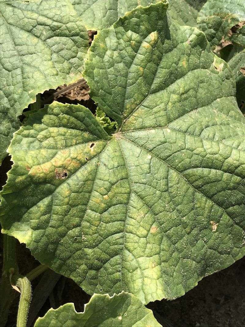 Silvery stippling makes spider mites a strong suspect—but not a verdict Silvery stippling makes spider mites a strong suspect—but not a verdict