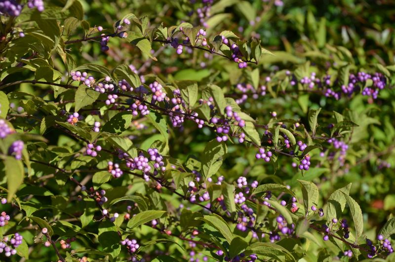 Simple winter care preserves the next season's display