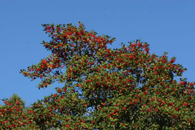 Site and region decide whether possumhaw belongs in your yard