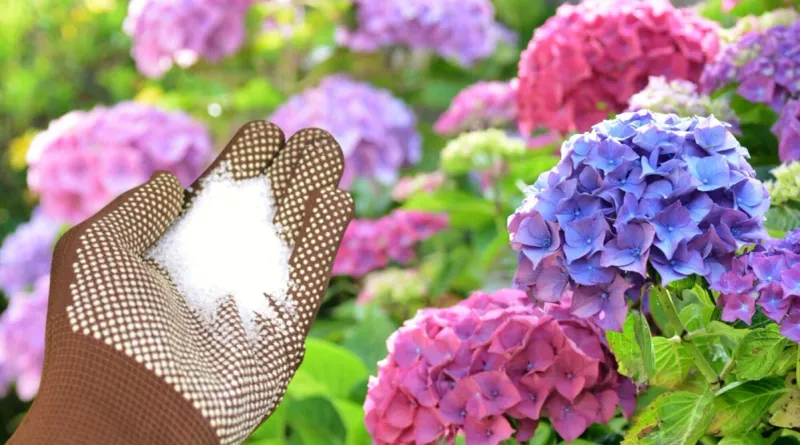 Skip Quick-Fix Fertilizers and Soil Treatments