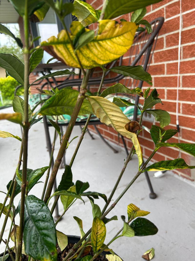 Skip automatic fall fertilizer and heavy pruning