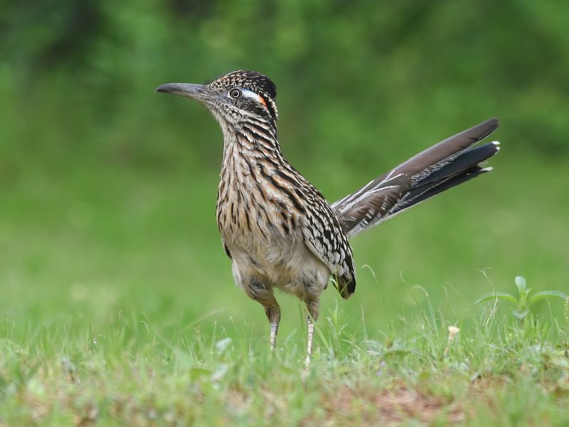 Skip bait and feeders; let the food web remain wild