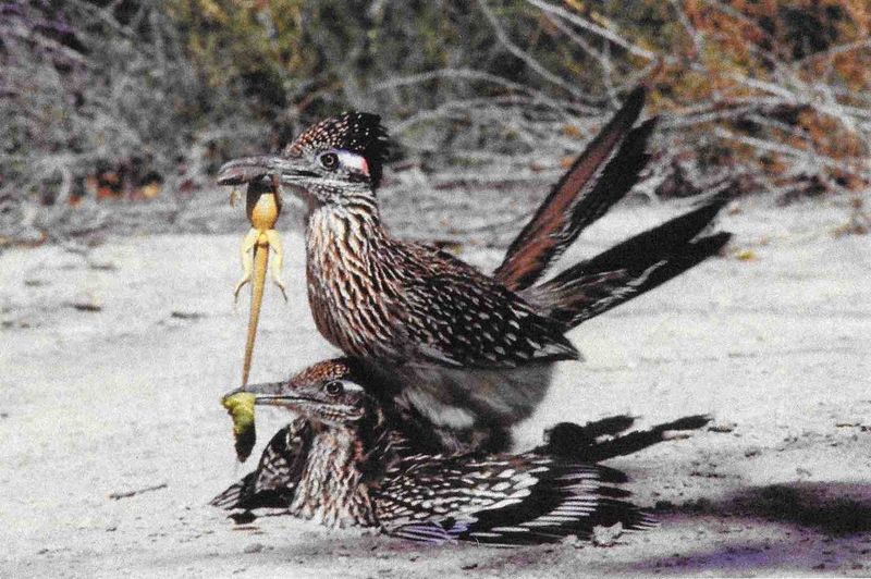 Skip bait, feeders, and claims that roadrunners are harmless Skip bait, feeders, and claims that roadrunners are harmless