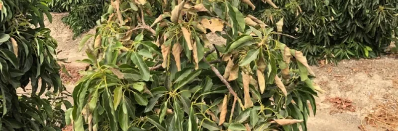 Skip emergency fertilizer and unnecessary pruning