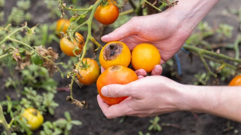 Skip extra fertilizer and untested amendments Skip extra fertilizer and untested amendments