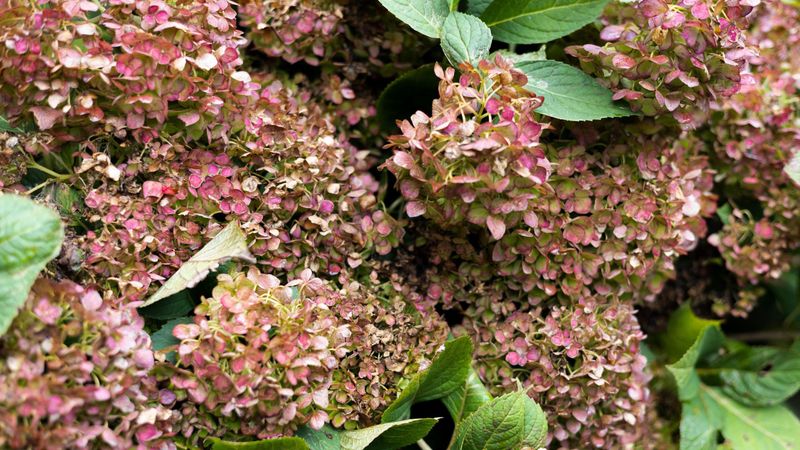Skip fall remedies that promise flowers too easily