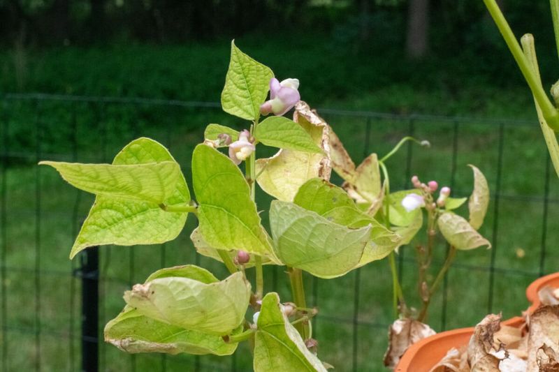 Skip hand-pollination and unproven emergency treatments