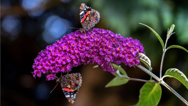 Skip late-summer pruning and fertilizer as emergency fixes