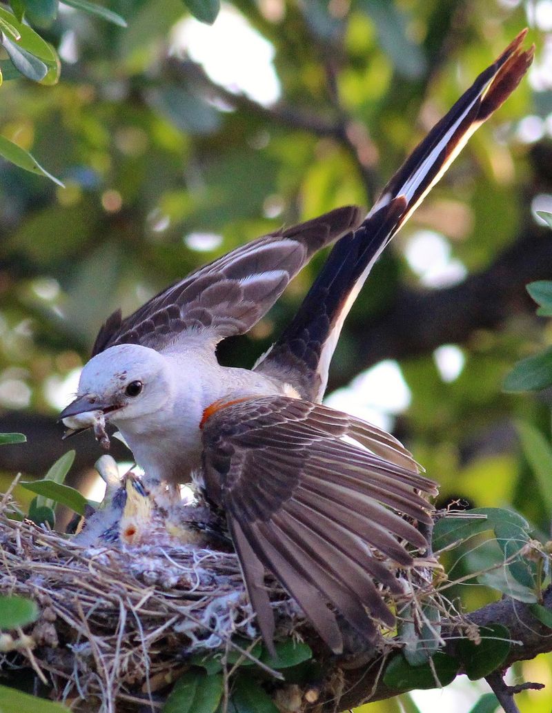 Skip the nest box and leave active nests alone Skip the nest box and leave active nests alone
