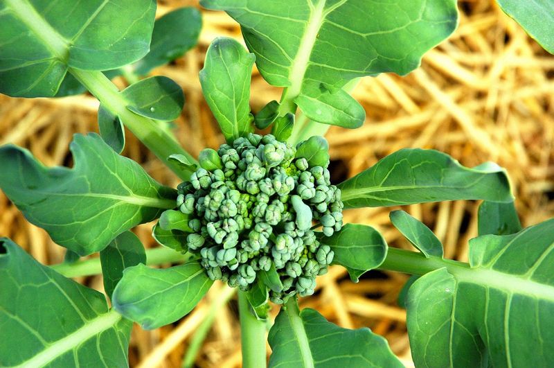 Skip untested rescue fertilizers