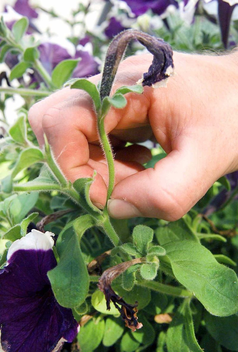 Skipping the Midseason Deadheading