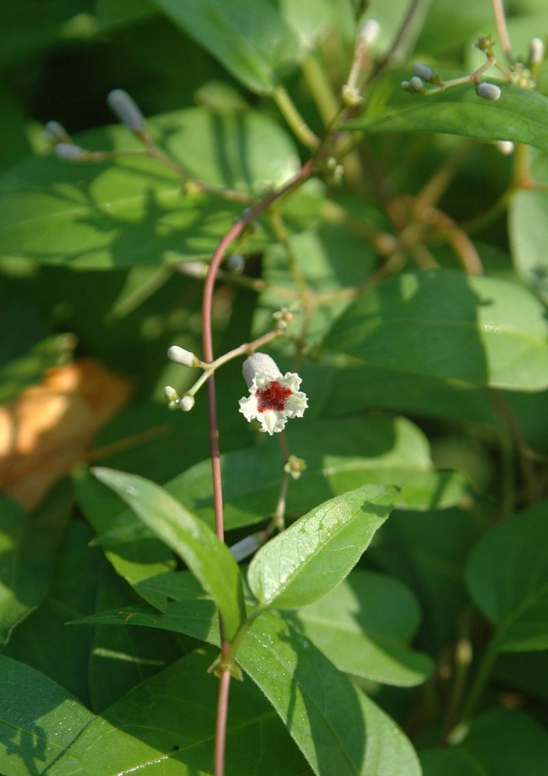 Skunk Vine