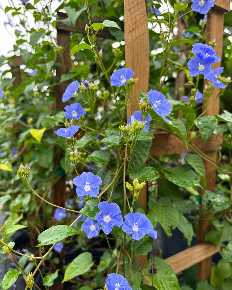 Skyblue Clustervine