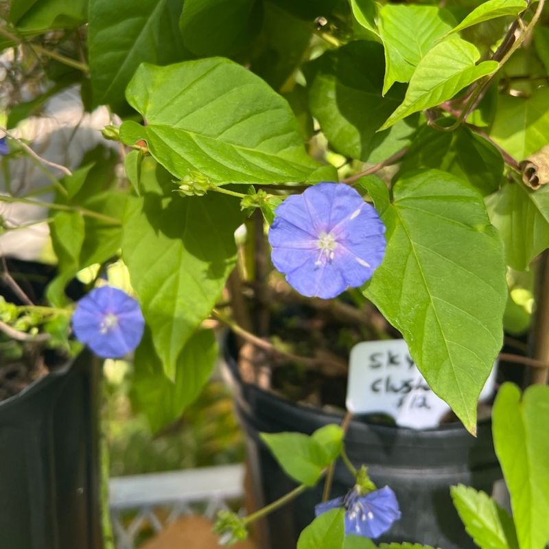 Skyblue Clustervine Skyblue Clustervine