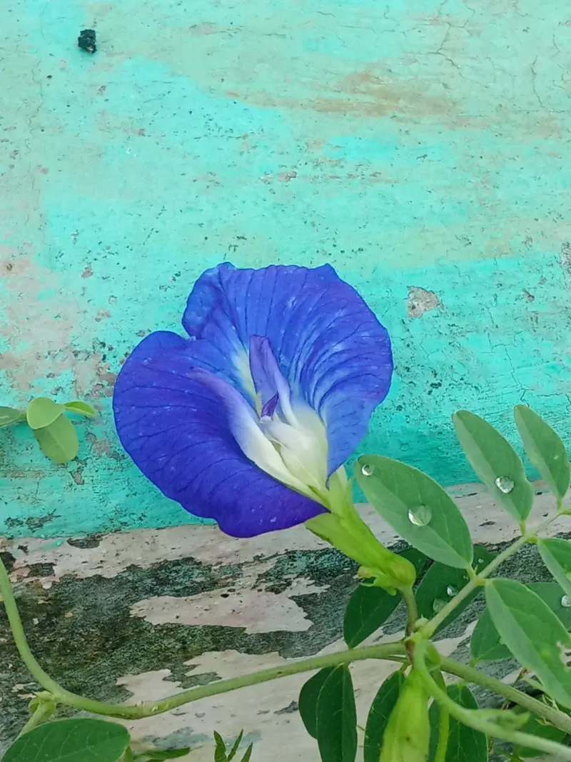Skyblue Clustervine