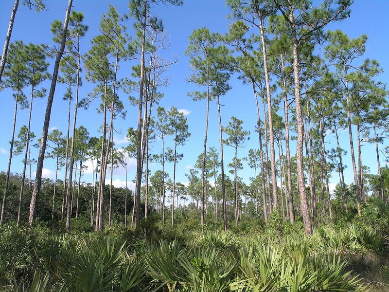 Slash Pine Slash Pine