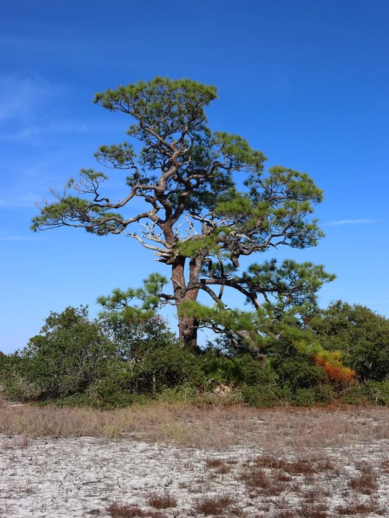 Slash Pine
