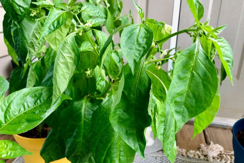 Small peppers do not automatically need more fertilizer Small peppers do not automatically need more fertilizer