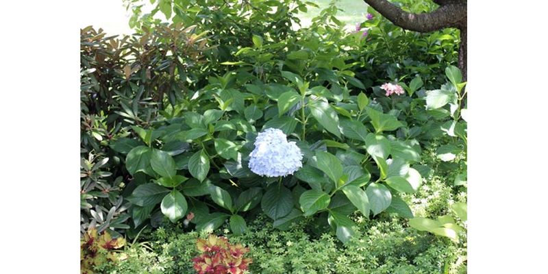 Small, sparse, and floppy blooms point to different problems