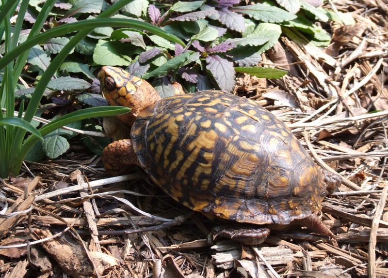 Small yard choices can preserve the cover it uses Small yard choices can preserve the cover it uses