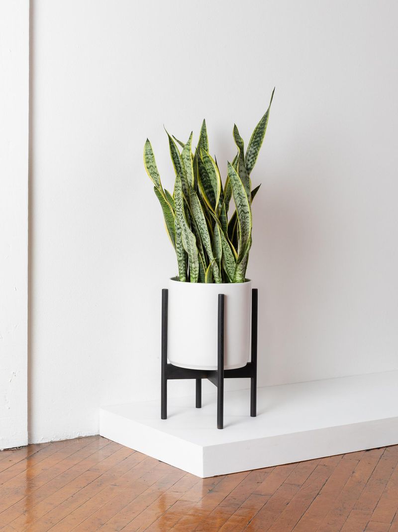 Snake Plant
