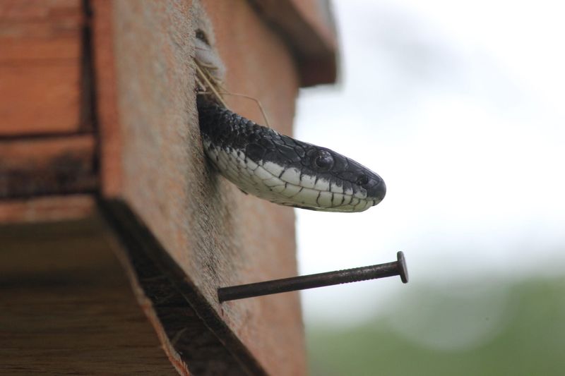Snakes
