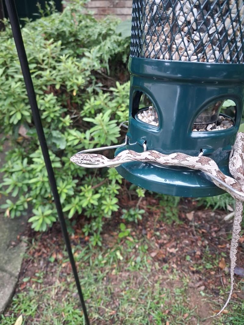 Snakes