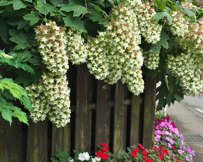 Snowflake Oakleaf Hydrangea
