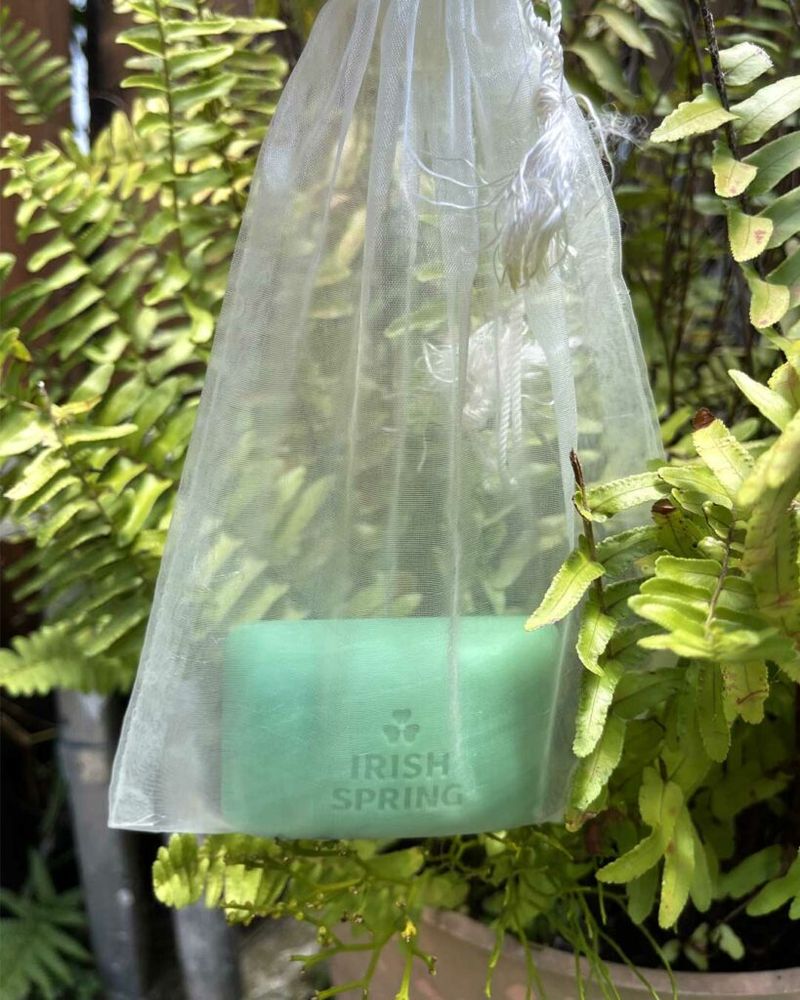 Soap (Irish Spring)