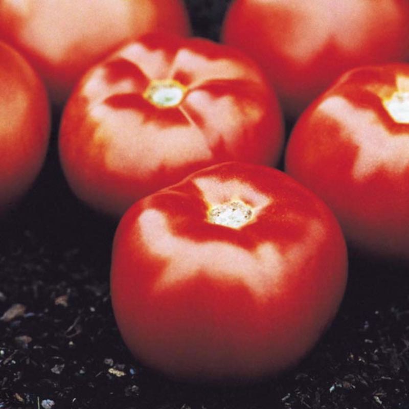 Solar Fire is a well-documented hot-set choice Solar Fire is a well-documented hot-set choice