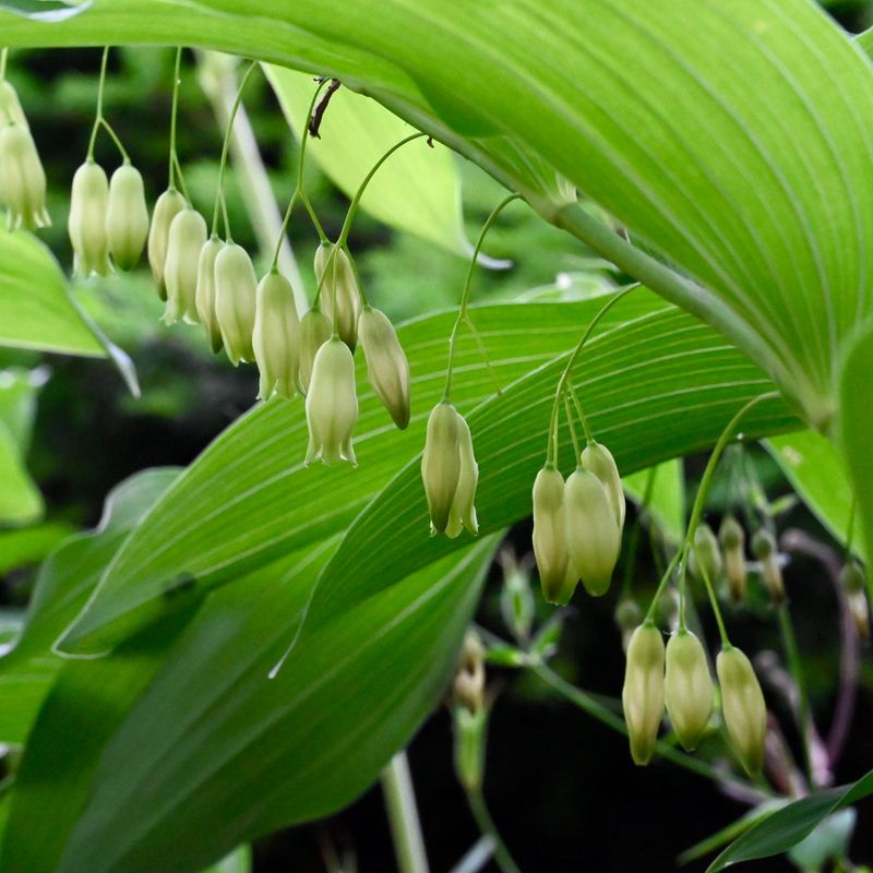 Solomon's Seal