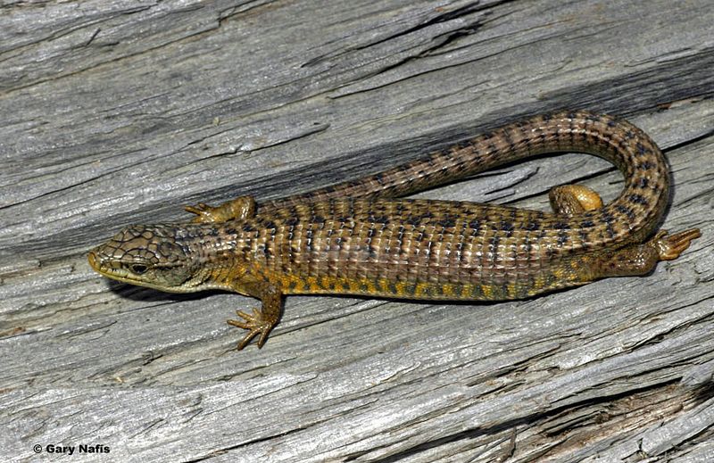 Some California Lizards and Wildlife Eat Them Some California Lizards and Wildlife Eat Them