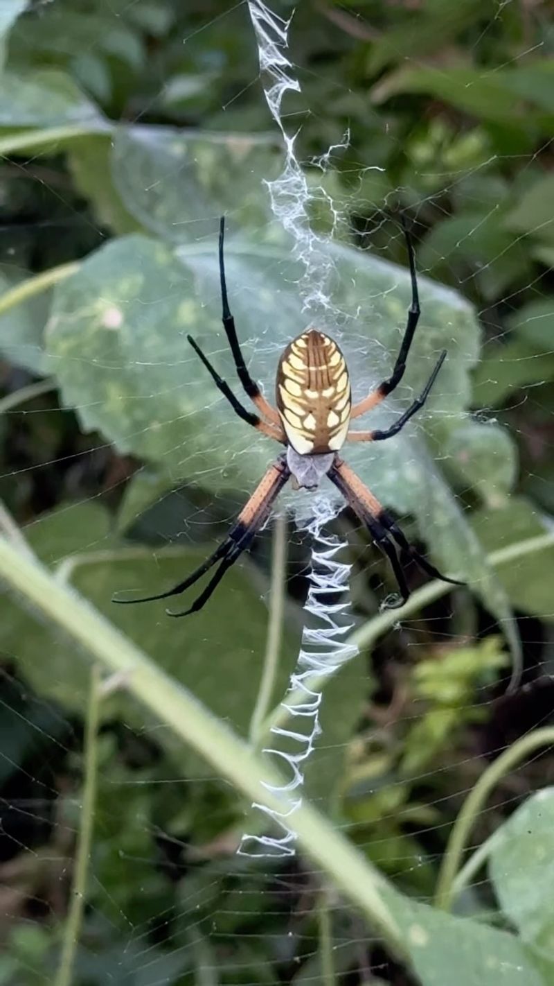 Some Garden Spiders Can Help, but They Are Not an Aphid Cure