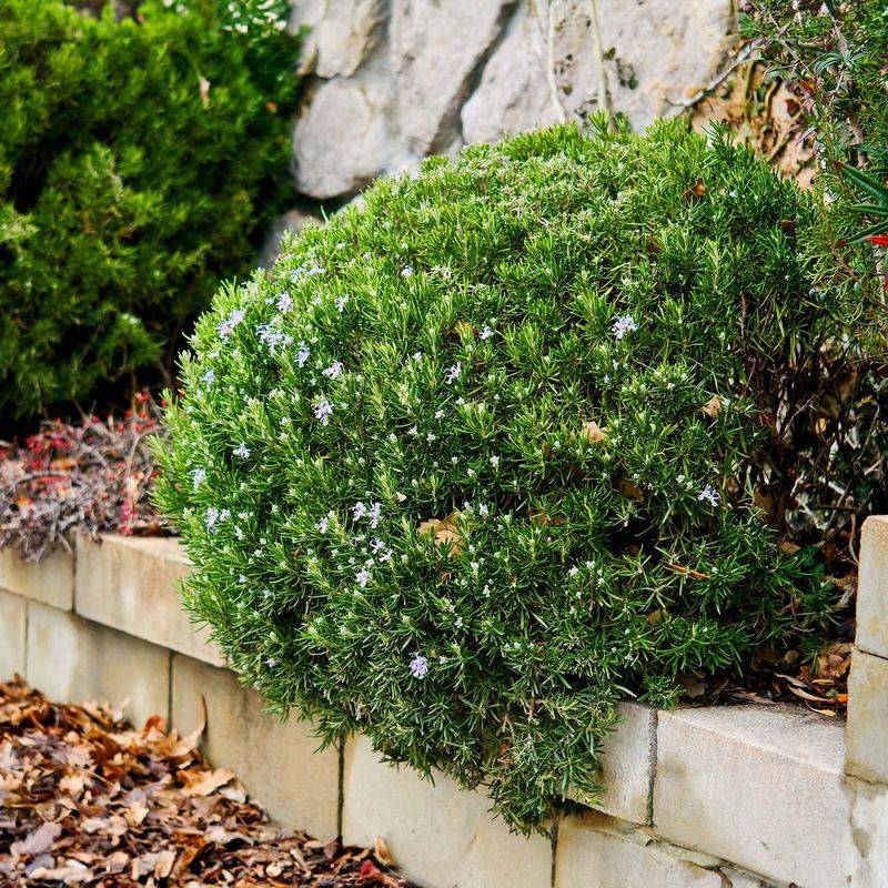 Some Woodiness Is Normal for Rosemary
