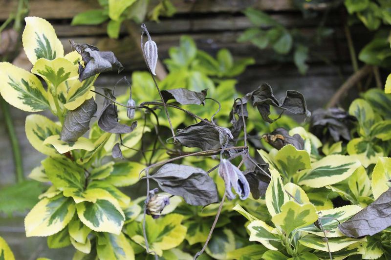 Some no-bloom symptoms point beyond pruning