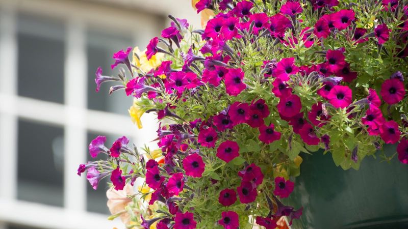 Some petunias are naturally meant to trail