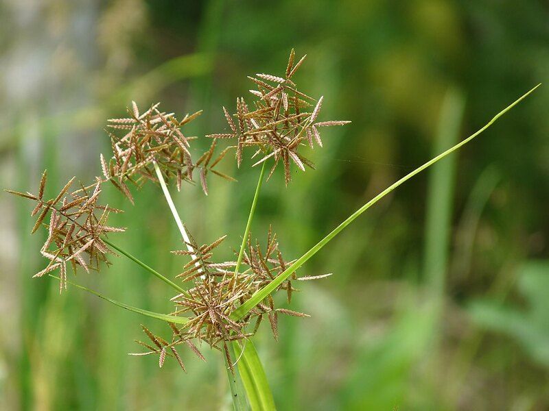 Some sites and perennial weeds need extra planning Some sites and perennial weeds need extra planning