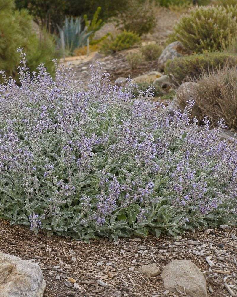 Sonoma Sage (Salvia 'Bee's Bliss') Sonoma Sage (Salvia 'Bee's Bliss')