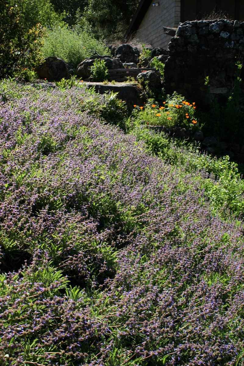 Sonoma Sage (Salvia sonomensis) Sonoma Sage (Salvia sonomensis)