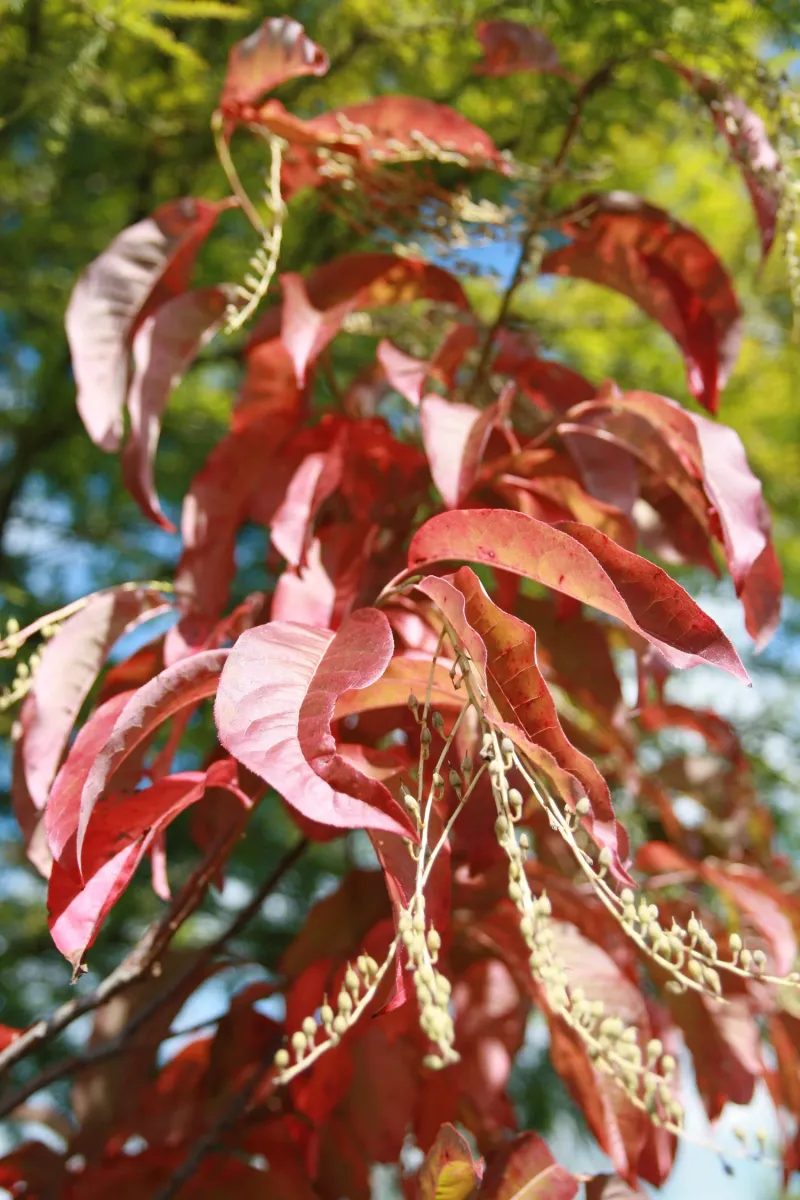 Sourwood (Oxydendrum arboreum) Sourwood (Oxydendrum arboreum)