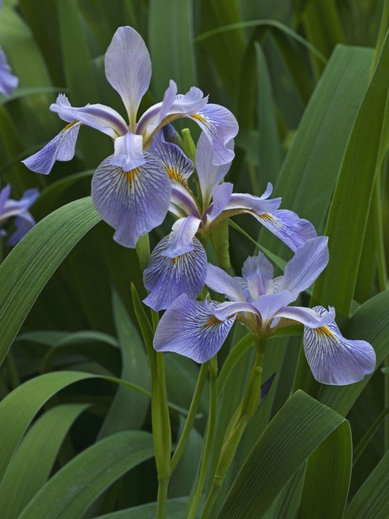 Southern Blue Flag Iris