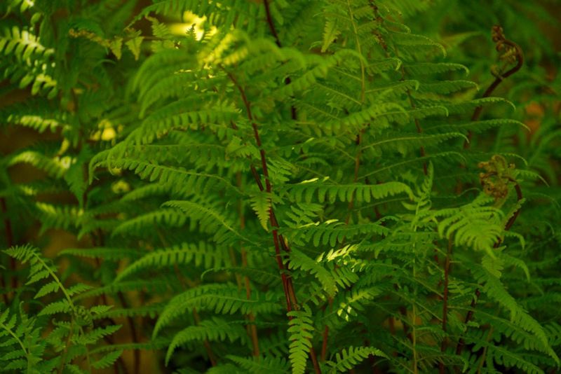Southern Lady Fern