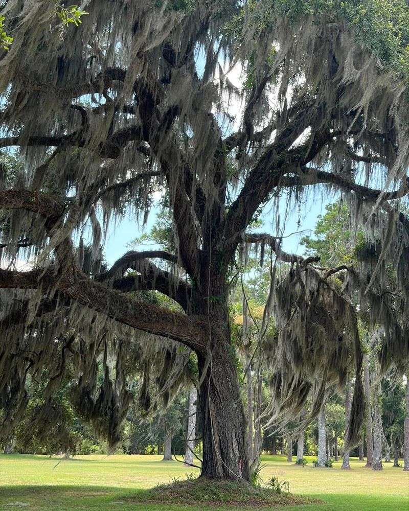 Southern Live Oak