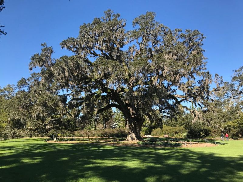 Southern Live Oak Southern Live Oak