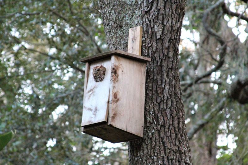 Southern Live Oak