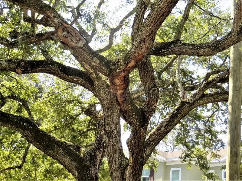 Southern Live Oak Southern Live Oak