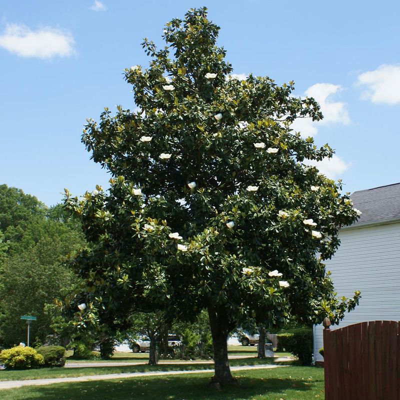 Southern Magnolia
