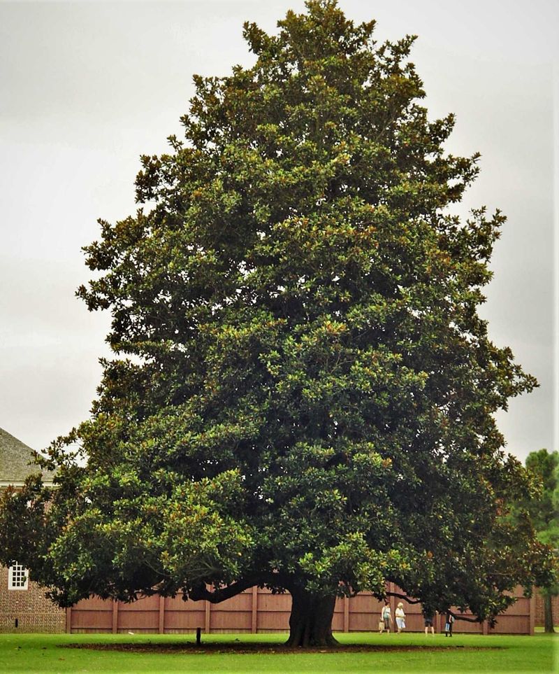Southern Magnolia