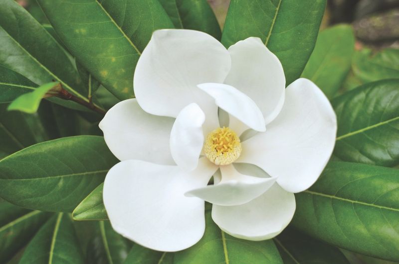Southern Magnolia (Magnolia grandiflora) Southern Magnolia (Magnolia grandiflora)